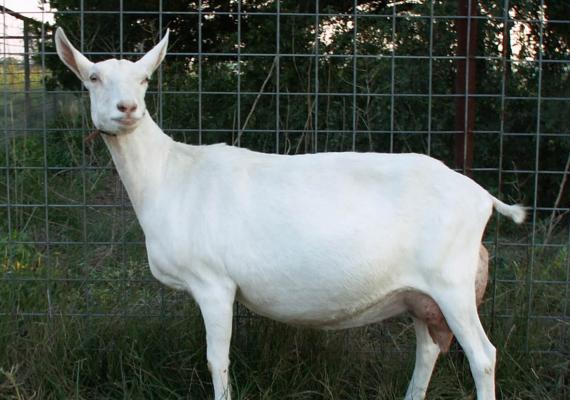Разведение коз как перспективный бизнес: рентабельность и особенности