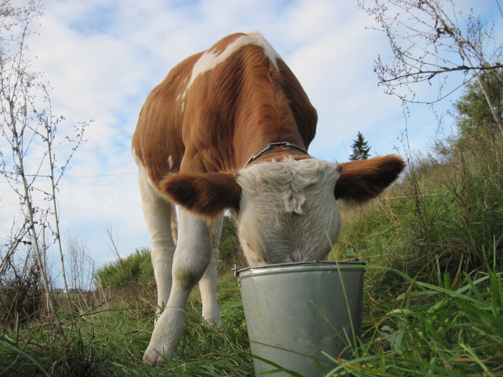 Животные пьют молоко. Корова. Теленок. Домашняя корова. Корова пьет воду.