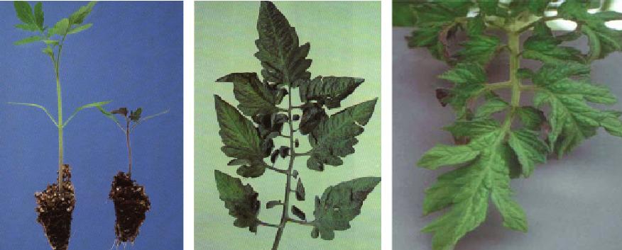 фосфорное голодание растений томата. не хватает фосфора. признаки недостатка фосфора у томатов. не хватает фосфора. фосфорное голодание томатов.